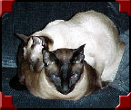 xmas041.jpg