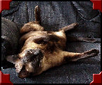 xmas043.jpg