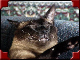 xmas045.jpg