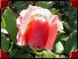 xmas087.jpg